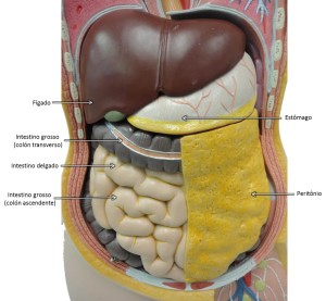 Cavidade abdominal II